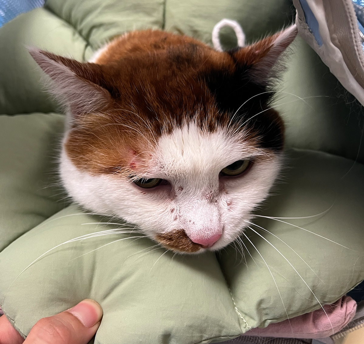 猫肥大细胞瘤