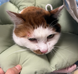 猫肥大细胞瘤